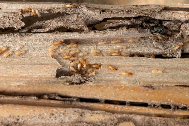 Best Ant Control Services  in Roanoke, VA