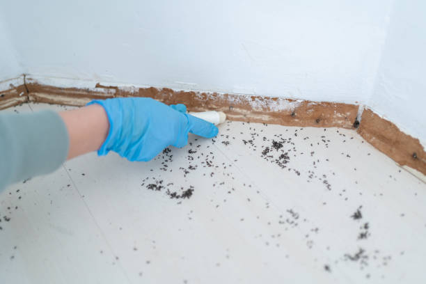 Best Local Pest Control Services  in Roanoke, VA